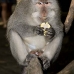 monkey_macaque_balinese_mf_ubud_v_0782_bal0795.jpg